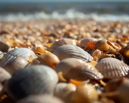 Caracoles y conchillas cubriendo la arena de la orilla, con el mar desenfocado detrás
